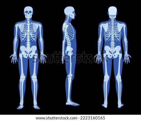 Set of X-Ray Skeleton Human body - hands, legs, chests, heads, vertebra, Bones adult people roentgen front back side view. 3D realistic flat blue color Vector illustration of medical anatomy isolated