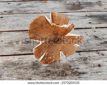 Similar – Image, Stock Photo A mushroom was found, which was called the “curly hen”. It lies in a hand. The background is dark.