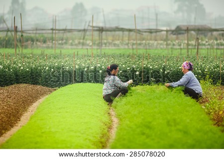 23 November 2014 in Taytuu floriculture village in Hanoi Vietnam, two unknow women farmers working in field