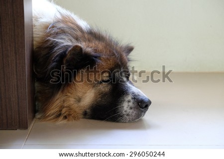 Bangkaew, Thai dog sleeps behind table leg