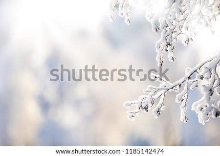 Similar – Image, Stock Photo Close up of snow crystals illuminated by blue sunlight. Winter background. Macro of real snowflake: large stellar dendrites with hexagonal symmetry, long elegant arms and thin, transparent structures