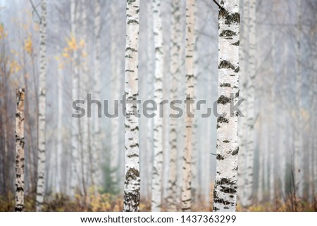 Similar – Image, Stock Photo birch woods