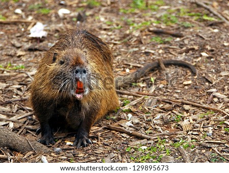 Closeup Of A Louisiana Nutria Rat (Myocastor Coypus) With Orange Teeth ...