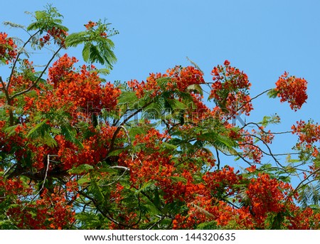Closeup Of A Beautiful Royal Poinciana Tree (Delonix regia) In Full Bloom Against Blue Sky