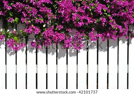 White Picket Fence With Purple Bougainvilla Flowers