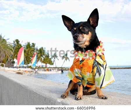 Chihuahua Pup With Tropical Hawaiian Shirt