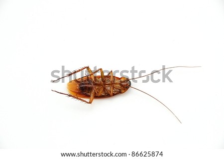 Dead Cockroach On White Background