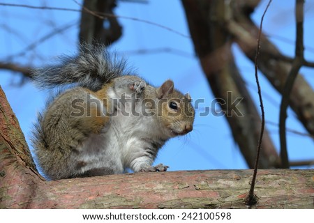 A Grey Squirrel (Sciurus carolinensis) Perched On A Tree Branch Grooming And Scratching.