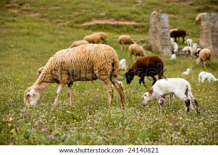 A sheep with cute little lambs on fresh green meadow