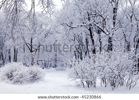 Magical winter trees covered with snow