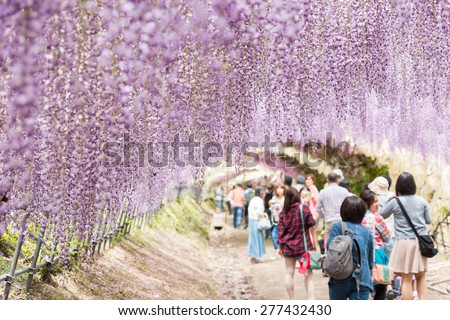 FUKUOKA, JAPAN - MAY 6, 2015 : Wisteria tunnel, the fantastical world full of Wisteria flowers at Kawachi Fujien private garden in Kitakyushu