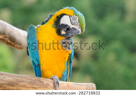 Blue and Gold, or yellow Macaw parrot eating nuts while sitting on the perch