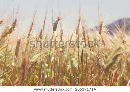 Background image of vintage barley field, close up wheat field