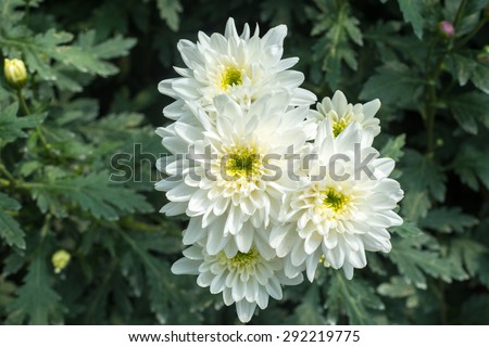 Beautiful white blossom Chrysanthemums inside green house, a popular plant of the daisy family, having brightly colored ornamental flowers and existing in many cultivated varieties