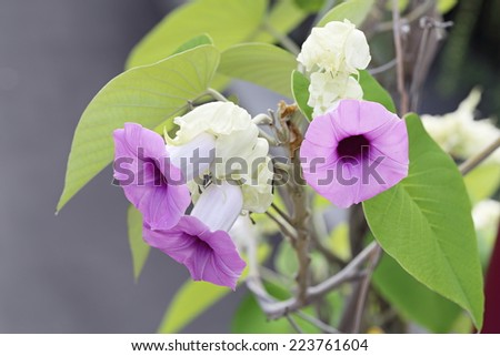 Purple Elephant Vine flower