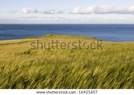 summer field and sea in the background
