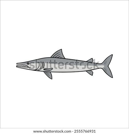 Flat vector illustration of a barracuda with sleek silver body, sharp teeth, streamlined shape, minimalistic design, modern aesthetic