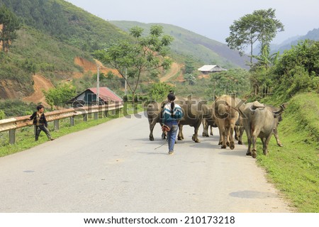 YEN BAI, VIET NAM - APRIL 12, 2014: H\'mong children\'s python buffalo on mountain road in Vietnam. Children in Vietnam often ride the water buffalo while herding them.