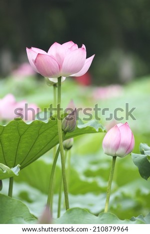 Pink lotus bloom in the pond