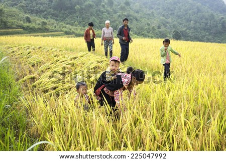 Mu Cang Chai, Viet Nam - Nov 27, 2014: The unidentified farmer harvesting rice in the fields in Vietnam. Agricultural production, the backbone of Vietnam\'s main development strategy lollies
