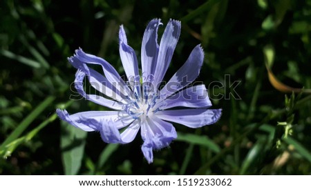 closeup of wild chicory in the field, with a shadowy background of grass Imagine de stoc © 