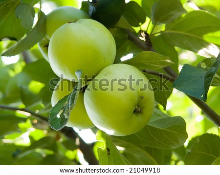 Fruit apples on a tree