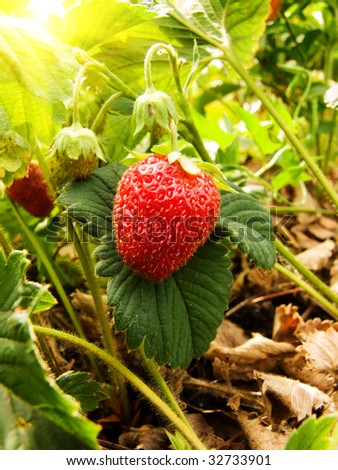 Berry wild strawberry wild