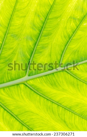 texture of green leaf with line and curve