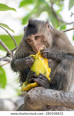 Monkey eat mango in the forest