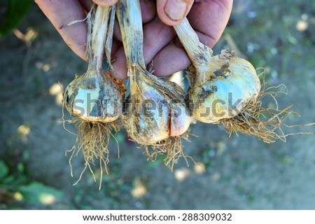 Garden life, hands with garlic