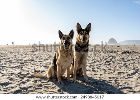 Similar – Image, Stock Photo German shepherd dog on a meadow