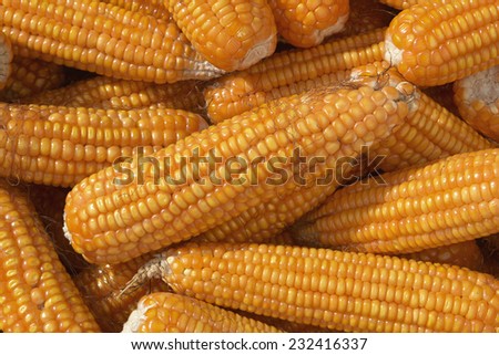 Corn for animal feed in the sun.