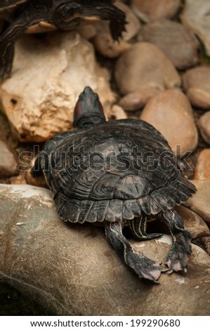 The pond slider or Red-eared sliders in Lisbon Zoo (Portugal)