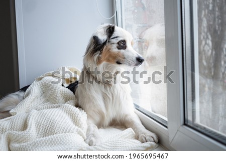 Cute Australian shepherd blue merle dog on window sill Photo stock © 
