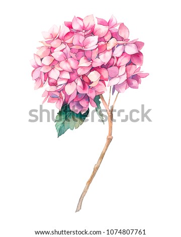Watercolor pink hydrangea flower. Hand painted botanical illustration summer garden plant. Natural object isolated on white background