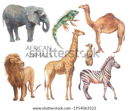 Watercolor safari animals illustration. Hand drawn set of animals isolated on white background. African fauna: lion, elephant, camel, giraffe, zebra, iguana