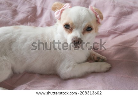 Little white chihuahua lying down, with pink bows on pink blanket