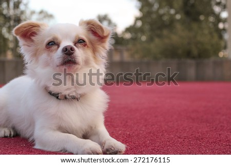 Cute White Chihuahua laying down outdoor on red floor