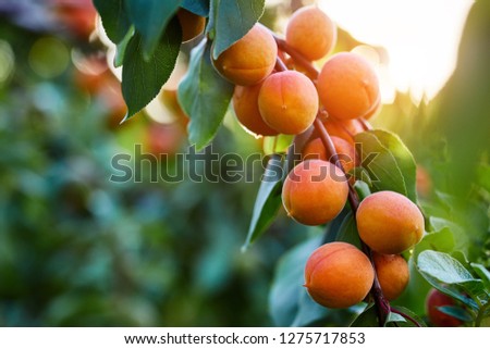 A bunch of ripe apricots branch in sunlight Foto stock © 