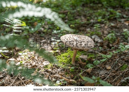 fern and parasol