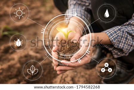 Smart farming with IoT,Growing corn seedling with infographics. Smart farming and precision agriculture 4.0, agriculture concept