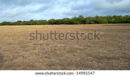 Dry field in time of drought.  Blue sky with dynamic clouds, row of green trees, and empty field with very dry, yellow grass and patches of dirt.  Good image for environmental or conservation uses.