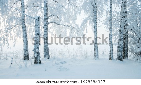 Similar – Image, Stock Photo Birches in the winter