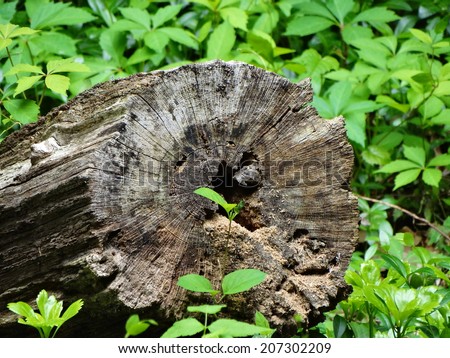 natural cross section of fallen old tree trunk with center hole lying among green grass and weeds in the woods.