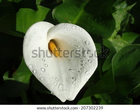 Close up of a single blooming Calla Lilly with fresh raindrops on a dark green leaf background.
