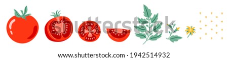 Red tomato vector illustration. Cut tomato, tomato slice, leaves, flowers and tomato seeds. Cartoon vegetable set of elements isolated on white background. Сток-фото © 