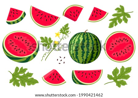 Watermelon vector illustration. Watermelon, whole, sliced, halves, slices, quarters, seeds, inflorescence and leaves of watermelon. Colored illustration in flat style isolated on white background.