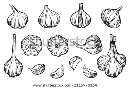 Garlic - vector illustration in sketch style. Head of garlic, cloves, cloves, bunch, cut garlic. Linear black and white drawing. Ingredients for cooking, vegetables