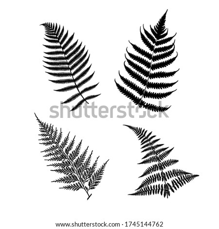 4 species of ferns from New Zealand. Silhouettes