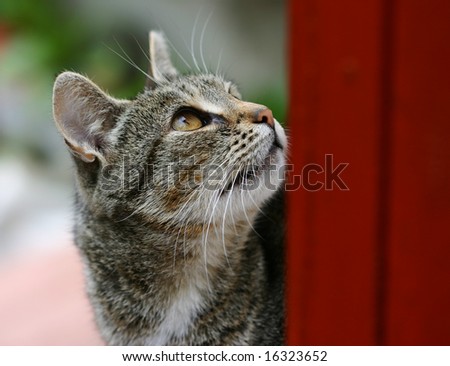 Curious cat watching birds